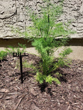 Metal Garden Plant & Herb Marker Stake Powder Coated