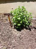 Metal Garden Plant & Herb Marker Stake Powder Coated