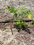Metal Garden Plant & Herb Marker Stake Powder Coated