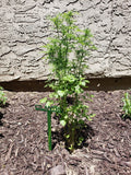 Metal Garden Plant & Herb Marker Stake Powder Coated